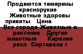 Продаются тамарины краснорукие . Животные здоровы привиты › Цена ­ 85 000 - Все города Животные и растения » Другие животные   . Карелия респ.,Сортавала г.